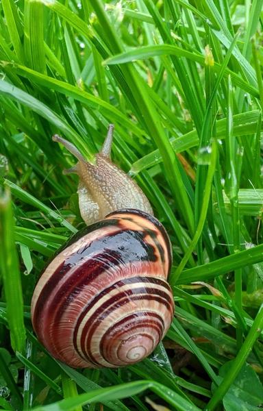 A snail with a shell of many swirled chocolate and coffee colours, pictured perched in long wet grass
