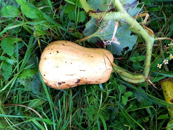 Butternut squash growing on a vine. Its fat and has turned yellow.