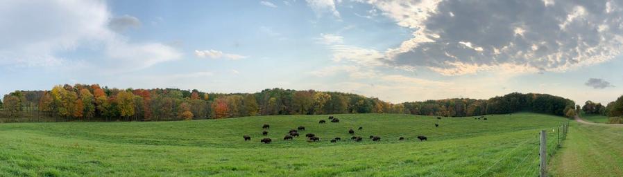 Last sunlight on a small herd of buffalo grazing on deep green grass, with autumn-colored hardwoods behind them and a wire fence in the foreground. Panorama under a blue sky with a heavy gold-edged cloud.