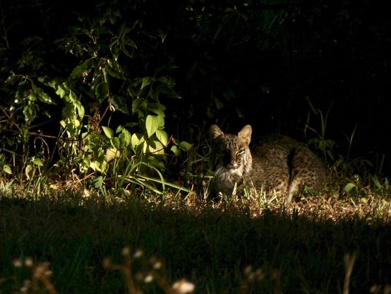 Bobcat loaf. Contentedly waiting for sunset in a slash of dappled golden light. Eir faces is canted in the general direction of the viewer and have eepy squinty eyes.