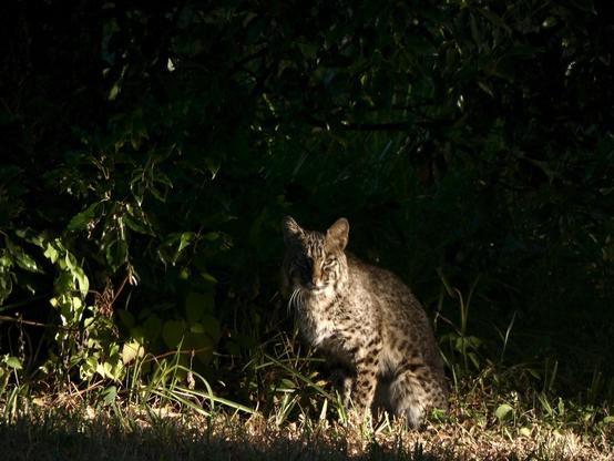 Bobcat looking displeased about being awake, but grudgingly sitting up. Left side body profile with the head turned towards the viewer. Speckled all over their light brown fur and white bib with dark speckles, e has serious mutton chop fluff and lightly tufted ear tips.