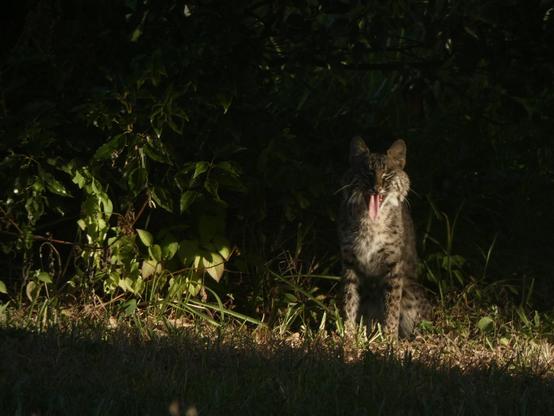 Big yawn! A very sleepy bobcat getting ready for a night of hunting in the dappled glow of sunset. E has a pale chest with black speckles and their body is light brown with dark speckles. Eir mutton chop cheeky fur is majestic as eir long whiskers and the rough pink tongue is fully extended in yawn.