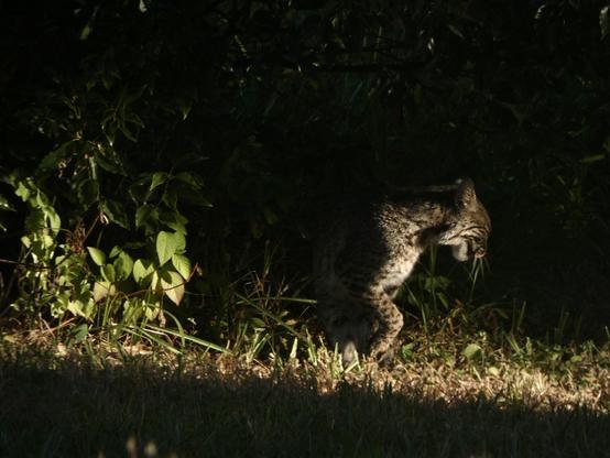 Bobcat shuffling off sleepily, Just the slightest slash of golden hour light illuminating the front right side of the kitty and the otherwise very dark undergrowth under a live oak tree.