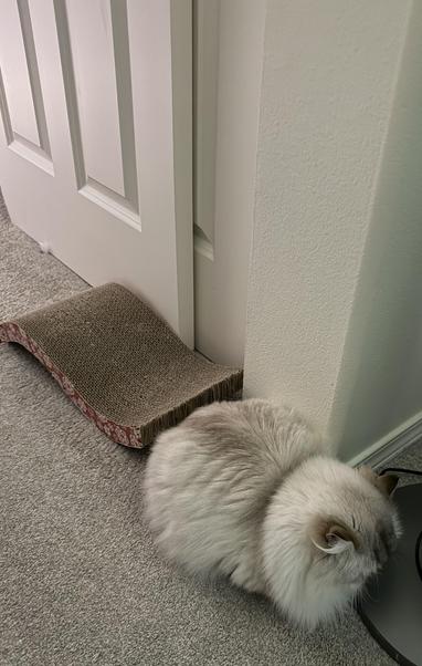 Fluffy white cat sitting in a loaf right in front of a cardboard cat scratcher that has been placed for her use.