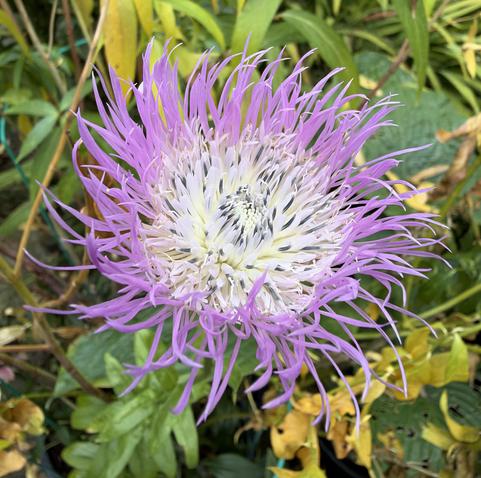 Flower with a ton of thin chaotic petals where the outside petals are light purple and the inner are white with little bits of dark blue sprinkled in. Behind it are the remnants of milkweed.