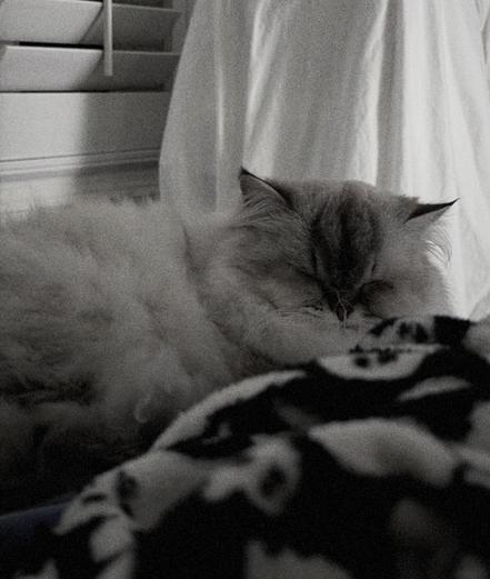 Fluffy white cat dozing in a darkened room with a white sheet (covering AC) and shuttered window behind her, and a fleece throw with indistinct ghost patterns in the foreground. The picture is adjusted to nearly black and white.