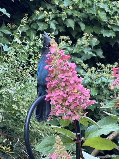 Medium sized blue and black bird sitting on a hook behind a pink panicle hydrangea bloom, peeking over to check for treats