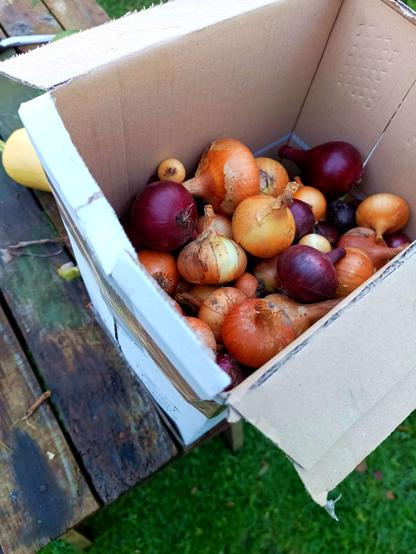 Onions, red and white, with the roots and dried leaves cut off and loose skins rubbed off. They're in a big cardboard box.