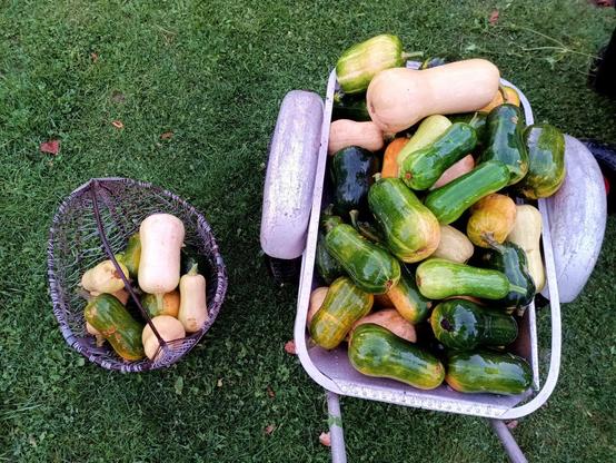 Pumpkins, almost all butternut squash types in various colours ranging from green over yellow to beige. There's a large wheelbarrow full and a basket to the side. One is very large.