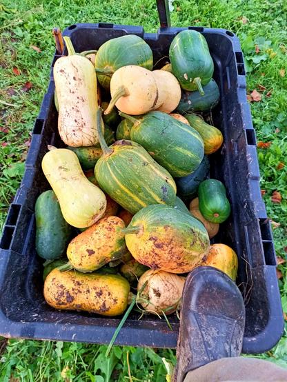 Big garden cart full of pumpkins, mostly butternut squash, with some dirt on them. A size 45 plastic clog is included for scale.