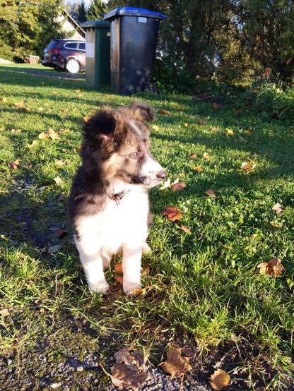 A black white and brown puppy looking in the evening sun, attentively focused at something in the distance. She's standing in grass with fallen leaves.
