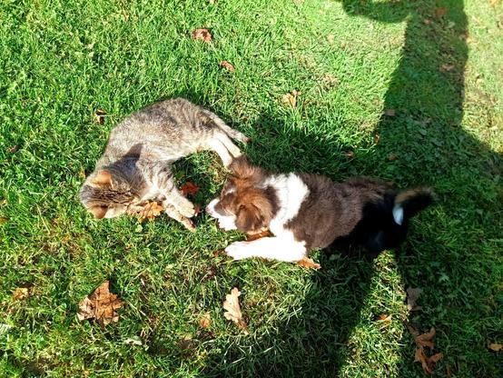 A cat and a dog are playing with each other in the grass. The dog is sniffing the cat from up close in a supine position. The cat is laying on the side but has her forepaws raised in readiness.