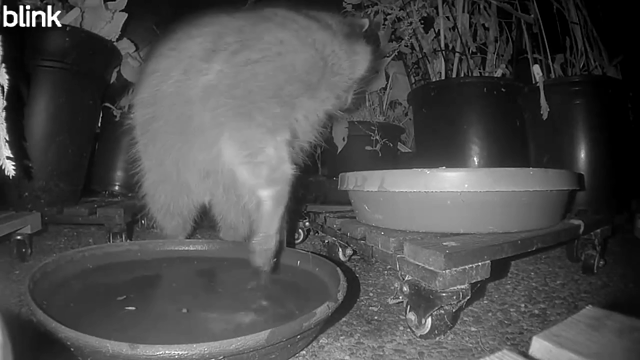 Video of the same patio with one raccoon standing in a water dish, occasionally drinking while rotating and checking everything everywhere. The fur is quite close to the camera at various points while the raccoon checks if the other two dishes of water are any better.