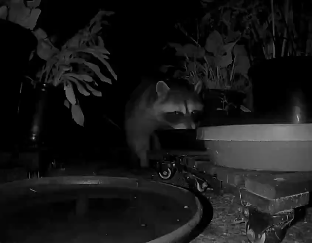 Video of an early morning patio with water dishes surrounded by plants. A raccoon drinks from a dish on the right. A second smaller raccoon comes around the planter behind the first raccoon and makes some chirping noises while checking for potential edible bits in the same dish. Kinda rude LOL.