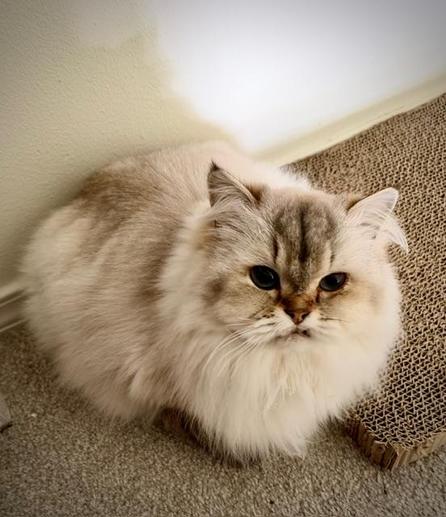 Fluffy white cat sitting in a loaf next to a cat scratcher (ungovernable), looking up with eyes demanding payment.