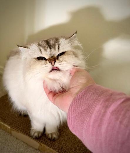 Fluffy white cat with a little mlem, lit by reflected light from down the stairs out of frame, receiving chin scritches.
