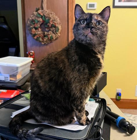 Miss Maggie, a sweet tortoiseshell cat, sits on a gray zip-up laptop bag, containing my cables.