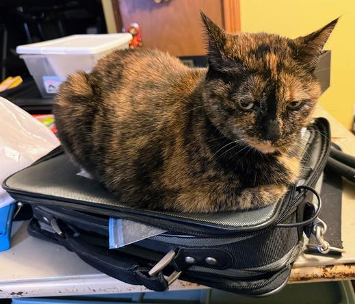 The wild tortie assumes a Loaf Shape, especially in the Hindular Regions which can be Jacked Upppp with nice pets.
