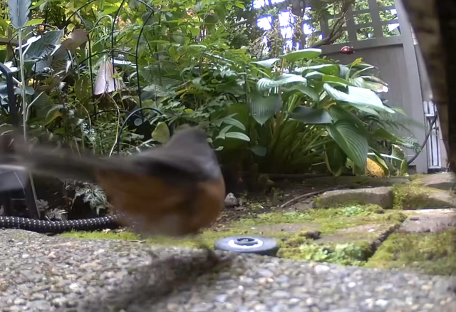 White, black and rust colored bird hopping along a garden path, shaking tail feathers and looking around for whatever might be tasty. 
Video sound has some road noise and a little bit of bird chirps.