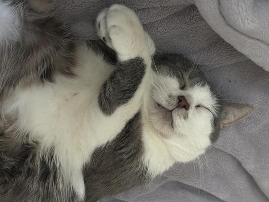 Close up of grey and white cat asleep with a blissed out expression, lying on her back with her paws in the air. She is relaxing on a rumpled purple blanket.