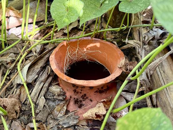 A terracotta clay pot, buried in soil up to its neck, contains rainwater. Roots from a nearby sweet potato vine have attached themselves to the interior surface of the neck. Surrounding the buried pot are green vines, dried leaves and mulch.
