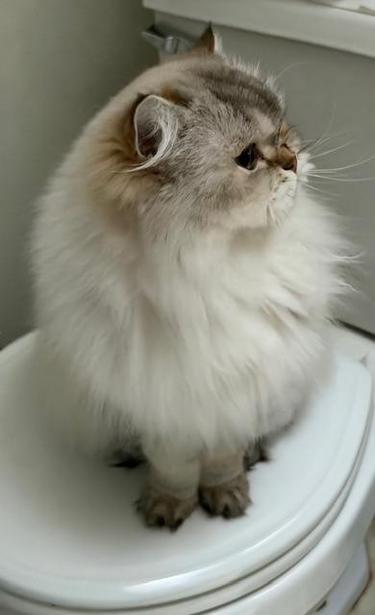Fluffy white cat sitting on her favorite porcelain throne.