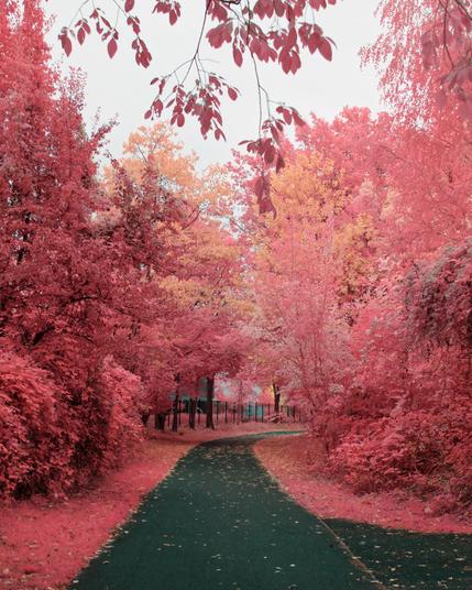 A photo down a forested path, there's dark grey pavement and trees everywhere. The sky is grey, the foliage of most trees and grass is bright pink. Some tress however have a full golden-yellow coat. Those stand out inbetween the pink trees
