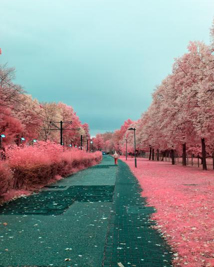 A photo down a walkway with streetlamps and a traintrack to the left. There's grass and a treeline to the right, shrubbery and trees to the left. Most foliage is bright pink, some of the trees however are more golden-pink.