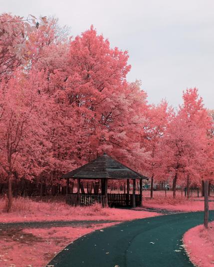 A photo of a hut next to a path. It's backdrop is filled with bright pink trees on dark stems. The foliage is pink, however some of them have a more faded tone, they seem to be withering
