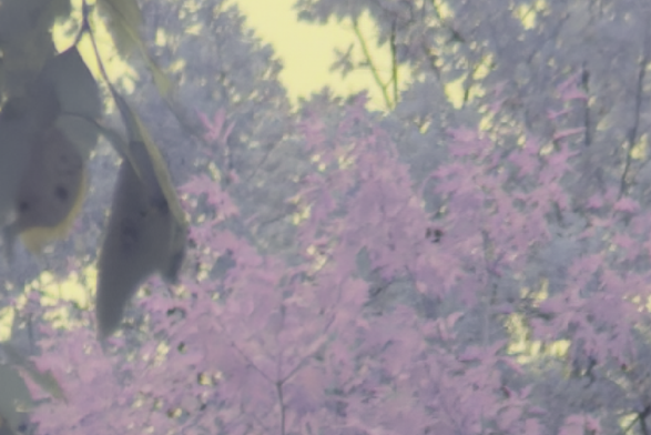 a crop of an unedited photo it has pale blue, pale pink and mustard green colours. there are leaves, most pale blue, but a few are pale pink