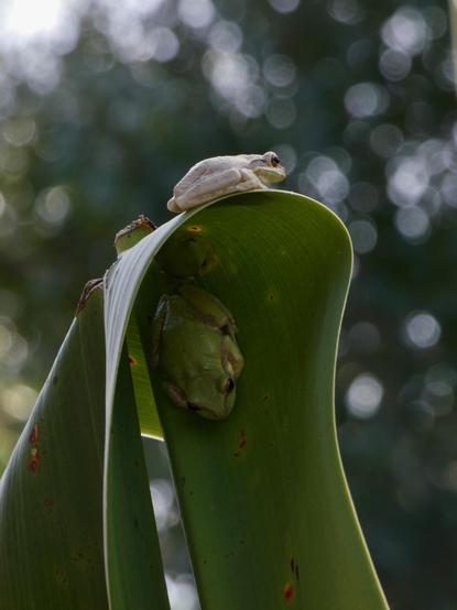 A large leaf blade is bent over in half creating a shelter for two american green tree frogs tucked under and colour matching the vibrant greens with a few reddish brown areas and a very light almost ivory at the margin of the leaf and along the flank of the green tree frogs. On top of this setting at the crest of the leaf arch sits a pale mottled tan Cuban tree frogs with the reddish jewel eyes that marks it as a younger froggo of its species. The background is an indistinct blur or live oak and Spanish moss. It wimdy, and there is a susurrus through the palms and oaks today.