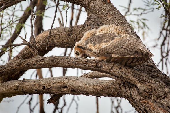 Great Horned Owl producing (though it looks more like extruding) an owl pellet. Photo: Jason Bazzano/Alamy

https://www.audubon.org/news/what-owl-pellet