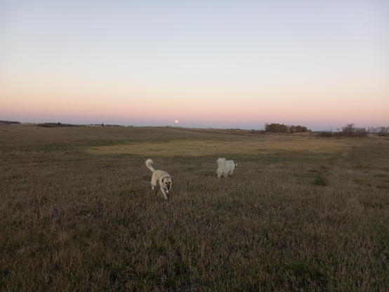 2 large fluffy light-coloured dogs in a hayfield, with the full moon rising over the edge of the very flat horizon.  The Earth's shadow is just rising above the horizon, meeting the moon with a band of pink/purple.