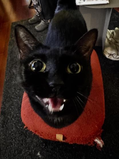 A black cat looking at the camera, mouth open.