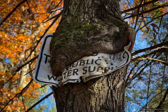 A thick tree trunk grows directly over and engulfs a metal sign reading "PUBLIC WATER SUPPLY," which is heavily crumpled and punctured with bullet holes. The natural bark texture contrasts sharply with the warped, bent metal trapped within the wood. In the background, vibrant orange and yellow autumn leaves mingle with blue sky and bare branches.