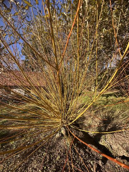 Saule taillé en forme d’osier. Ses branches jaunes et mordorées sont éclatantes. Derrière lui une vieille maison avec un toit en tuiles. Le ciel bleu contraste à travers les branches